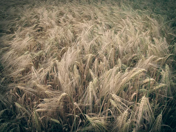 Retro kinézetét barleycorn mező — Stock Fotó