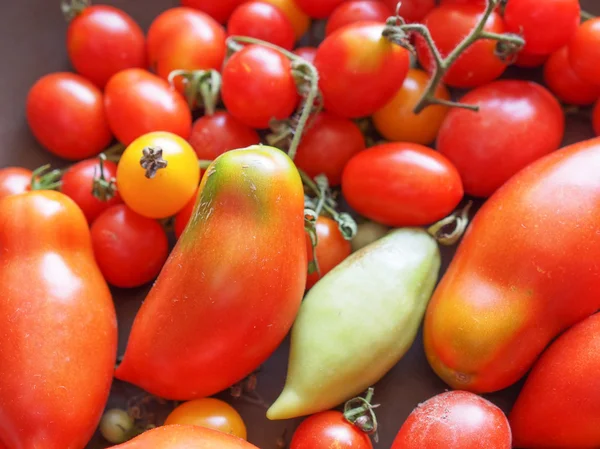 Legume de tomate — Fotografia de Stock