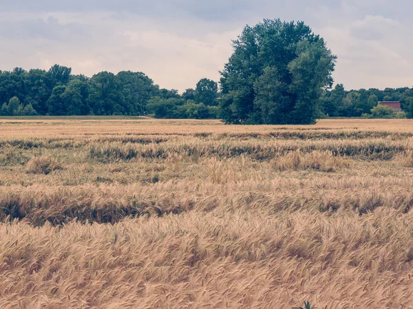 Pole barleycorn wyglądowi retro — Zdjęcie stockowe