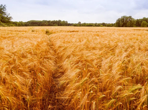 Retro olhar Barleycorn campo — Fotografia de Stock