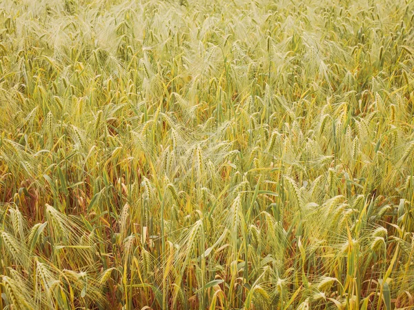 Retro kinézetét barleycorn mező — Stock Fotó