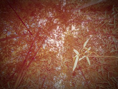 Retro görünüm bambu bitki