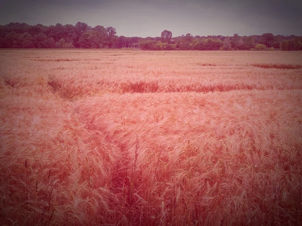 Campo de cebada de aspecto retro — Foto de Stock