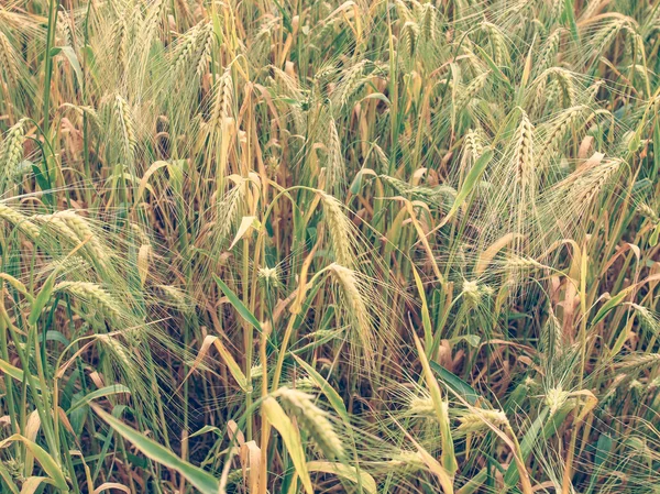 Retro kinézetét barleycorn mező — Stock Fotó