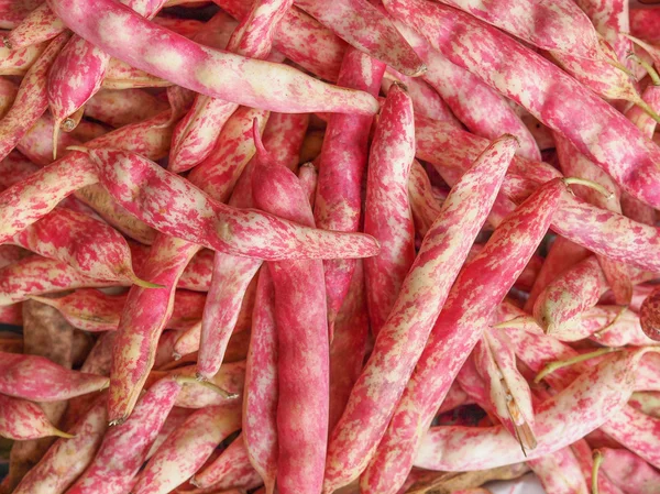 Cranberry beans — Stock Photo, Image