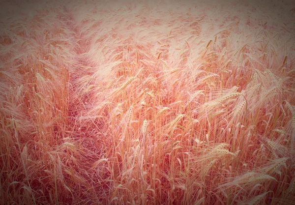 Retro olhar Barleycorn campo — Fotografia de Stock