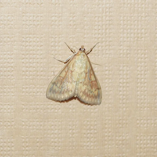 Mariposa polilla — Foto de Stock