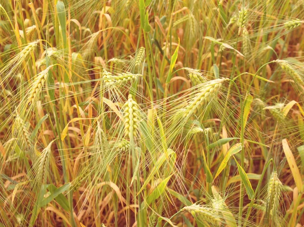 Retro-look barleycorn fältet — Stockfoto