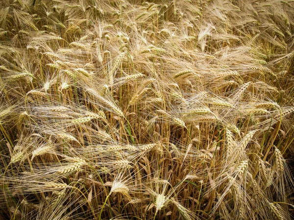 Retro-look barleycorn fältet — Stockfoto