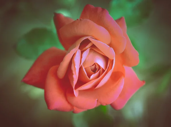 Retro look Rose — Stock Photo, Image