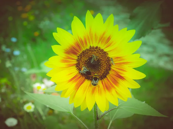 Retro look Sunflower flower — Stock Photo, Image