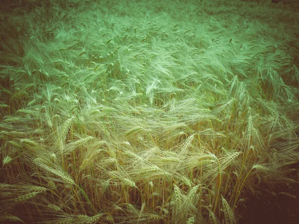 Ретро-взгляд на поле Barleycorn — стоковое фото