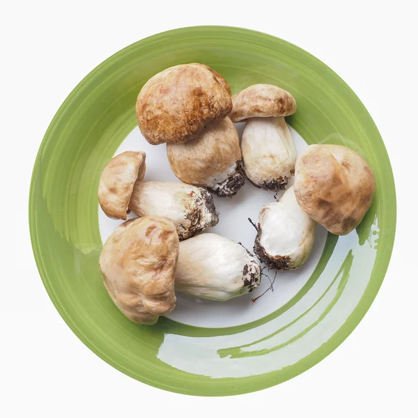 Funghi porcini — Foto Stock