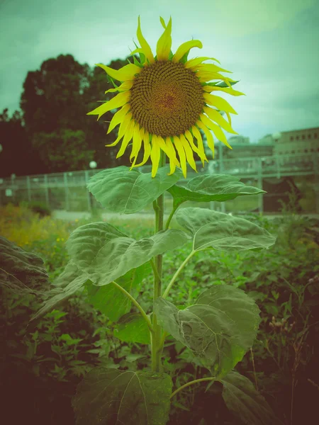 Retro-Look Sonnenblume Blume — Stockfoto