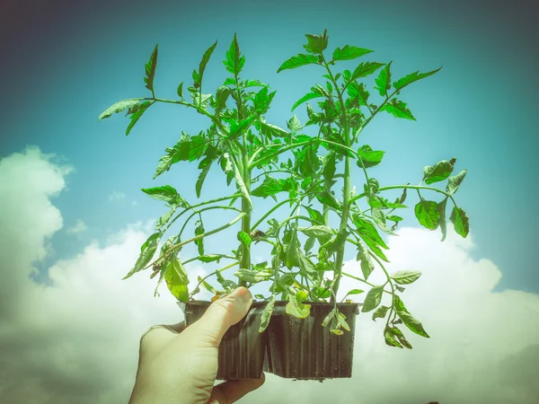 Retro look Plug tomato plant — Stock Photo, Image