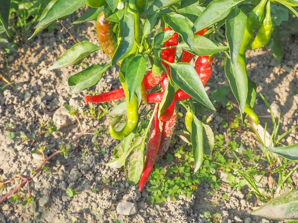 Chilipeppar — Stockfoto