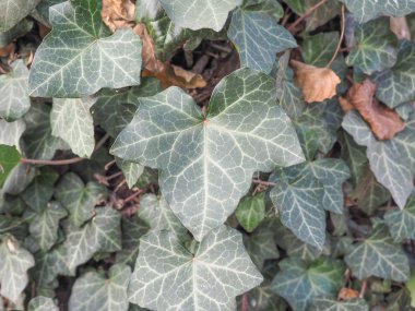 Sarmaşık yaprakları