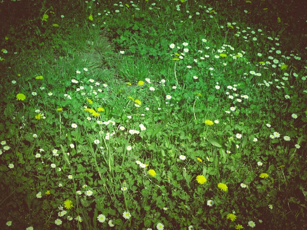 Retro megjelenés Daisy Meadow — Stock Fotó