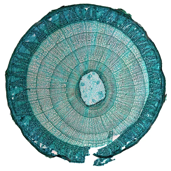 Micrographie de la tige de Tilia — Photo