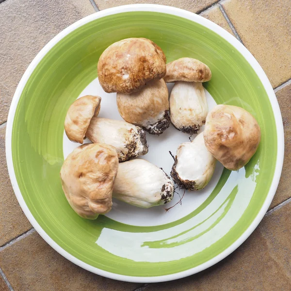 Funghi porcini — Foto Stock