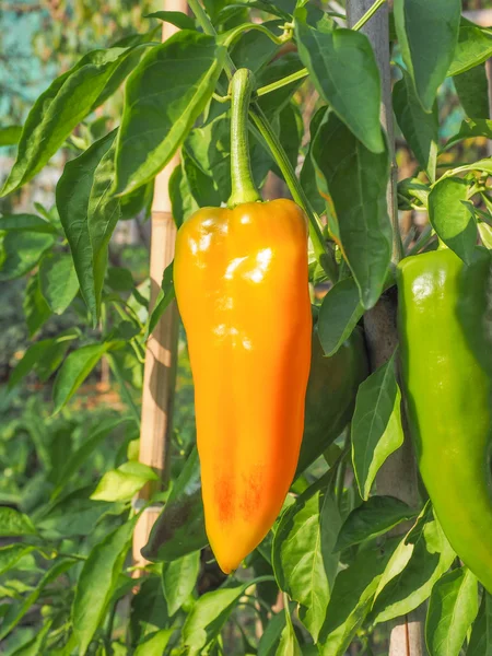 Peppar vegetabiliska — Stockfoto