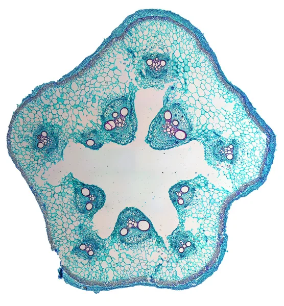 Стволовой микрограф Cucurbita — стоковое фото
