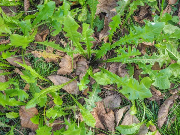 Ängen gräs — Stockfoto