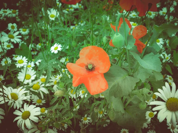 Aspecto retro Papaver flor — Foto de Stock