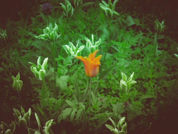 Ретро тюльпани — стокове фото