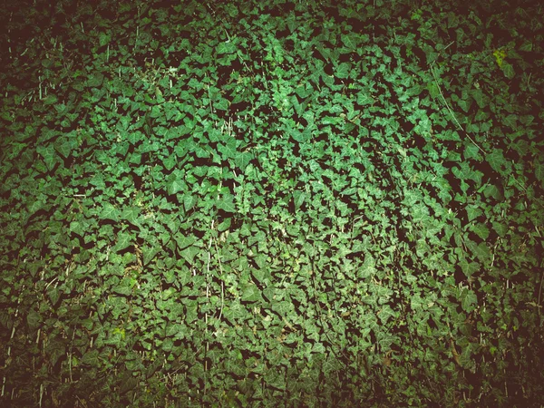 Retro olhar Ivy — Fotografia de Stock