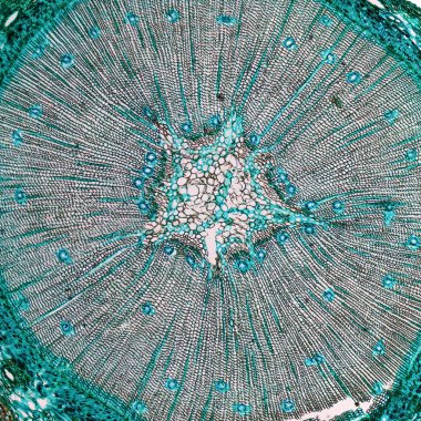 Çam Ağacı mikrografı