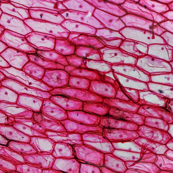양파 epidermus 현미경 사진 — 스톡 사진