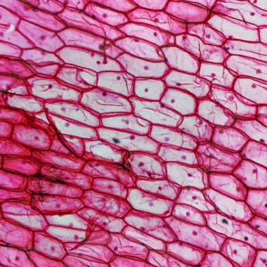 Onion epidermus micrograph clipart