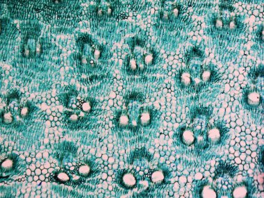 Bambu sapı mikrografı