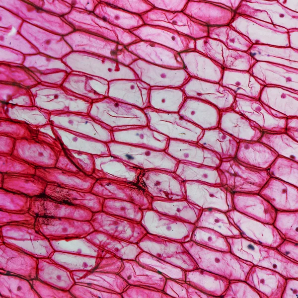 Micrografia de epidermo de cebola — Fotografia de Stock