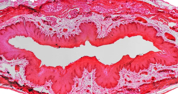 Epithelium micrograph — Stock Photo, Image