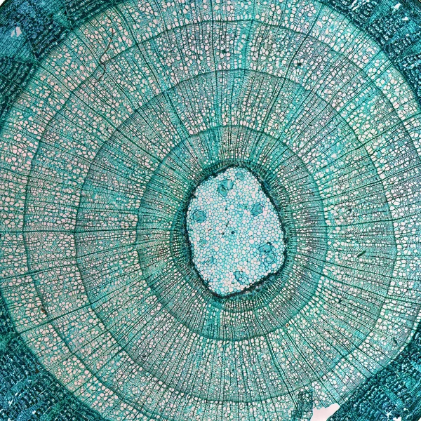 Tilia stem micrograph — Stock Photo, Image