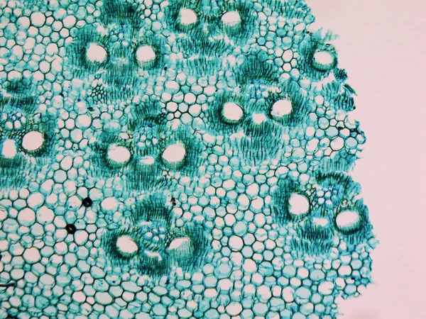 Micrographie de tige de bambou — Photo