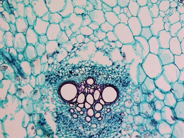 Micrografia de haste de cucurbita — Fotografia de Stock