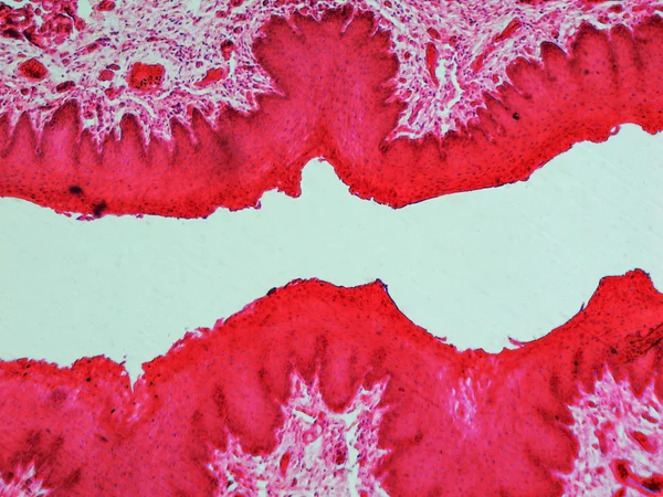 Micrografia do epitélio — Fotografia de Stock