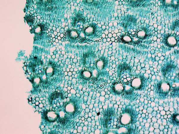 Bamboo stem micrograph — Stock Photo, Image