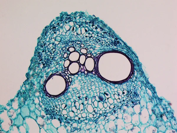 カボチャ茎顕微鏡写真 — ストック写真