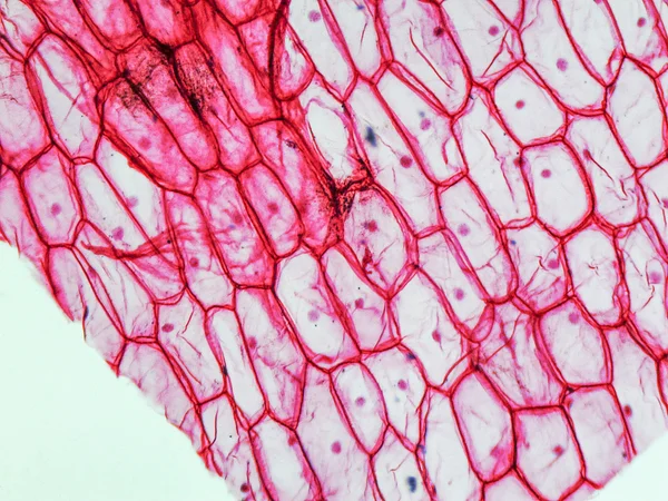 洋葱 epidermus 显微图像 — 图库照片