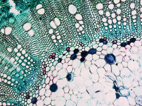 Cotton stem micrograph — Stock Photo, Image