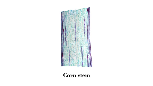 Corn stem micrograph — Stock Photo, Image