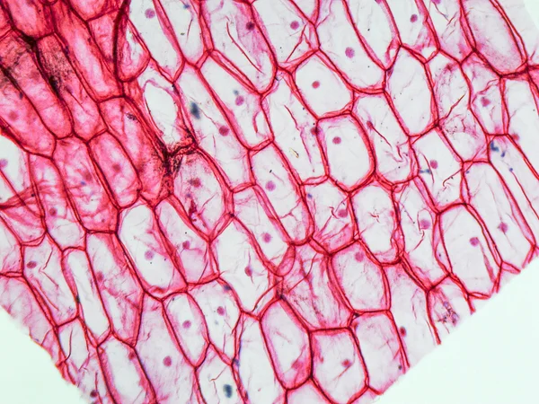 Micrógrafo epidermus de cebolla —  Fotos de Stock