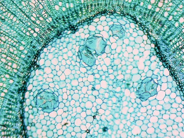 Tilia micrografia do tronco — Fotografia de Stock