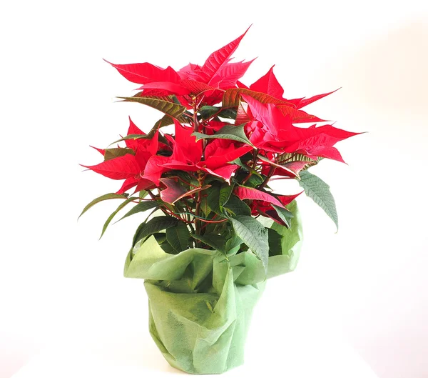 Poinsettia Étoile de Noël — Photo