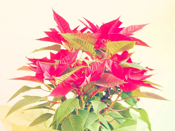 Stella di Natale Poinsettia — Foto Stock