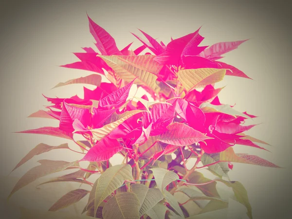 Stella di Natale Poinsettia — Foto Stock